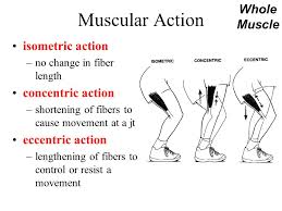 bullet proof your hamstrings promet