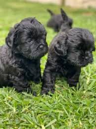 toy poodle x shih tzu dogs puppies
