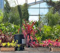 bromeliads your new plant obsession