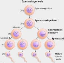Pada fase ini pembelahan mitosis yang. Pengertian Fungsi Tahapan Dan Faktor Proses Spermatogenesis Pada Manusia