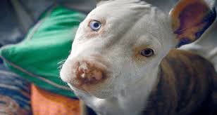 Will My Pit Bull Puppies Eyes Stay Blue Forever Dog