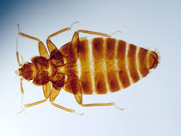 what causes bedbugs tips for