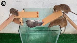 Please follow us to see more videos, note: Pvc Pipe Rat Trap