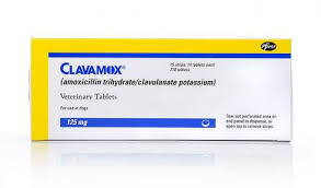Clavamox For Pets Dosage General Information Petcoach