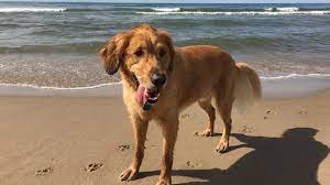 lake michigan beaches allow dogs