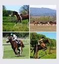 Lelkes Lovas Sport Egyesület - A lovak mozgásformái Forrás ...
