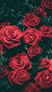 Iphone 7 Wallpaper Roses - 564x1002 ...