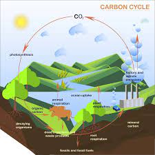carbon cycle definition steps and