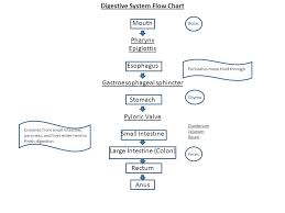 42 Ageless Flow Chart Of Food Through Digestive System