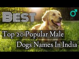 dog breeds voary ll 130 dogs