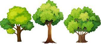 tree clipart images browse 247 556