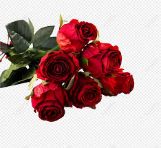 red rose images hd pictures for free