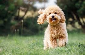 toy poodle breed and insurance guide