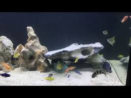 Kami menyediakan aquarium, filter aquarium, peralatan kolam. Waterlife Aquarium Fish Tank Experts Call 1300 My Fish