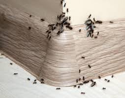 getting rid of sugar ants in the