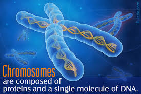 chromosomes the functions of the