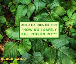 how do i safely kill poison ivy