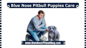 To help you with your. Blue Nose Pitbull Puppies Care Guide