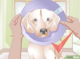how to get fatty tumors removed in dogs
