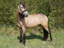 Horses for sale (ott) selling or swap off the track (ott) horses. Gelding Andalusian Horse Dun 6 Years Old For Sale