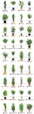 38 Best Indoor Tropical Plants Ideas