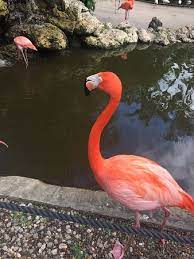 flamingo gardens admission ticket in