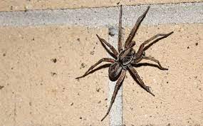 How To Keep Wolf Spiders Away
