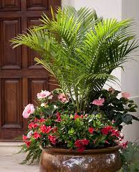 Palm Trees Garden Container Plants
