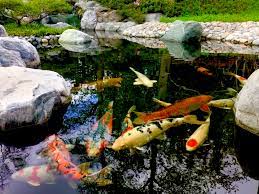 a comprehensive guide to koi ponds