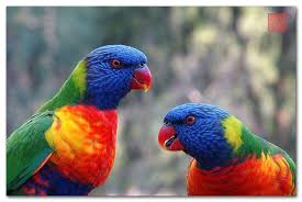 base bird parrot toy parts