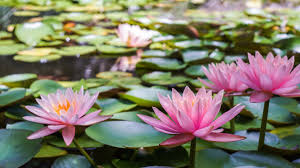 water lily flowers nature flower