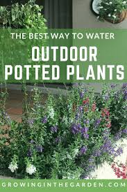 the best way to water outdoor potted