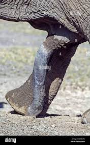 Pene y la pierna de un elefante africano (Loxodonta africana), Ndutu,  Ngorongoro, Tanzania Fotografía de stock - Alamy