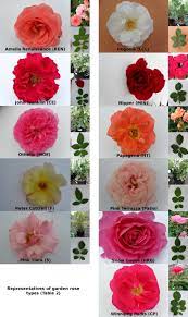 representatives of garden rose types