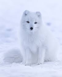 Arctic Fox Wikipedia