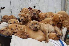 Don't you just wanna hug them all? Pile Of Puppies Up For Adoption At Victoria Spca Saanich News
