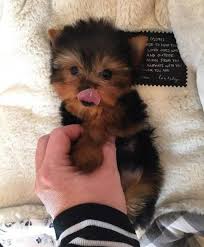 These babies have a true babydoll face and are charting to be 4lbs or less!! Arizona Teacup Yorkie Puppies Available For New Home Pets And Animals In Arizona Phoenix