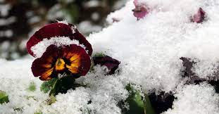 When To Plant Winter Bedding Plants