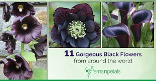 11 gorgeous black flowers from around
