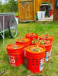 Ping Alaska Grow Buckets