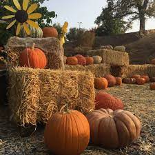 What is pumpkin patch for halloween. Halloween Fun Family Friendly Events In Calaveras
