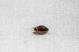 tiny bugs in bed that are not bed bugs