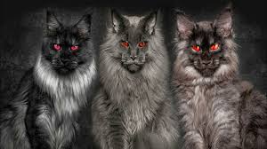 Image result for black cats