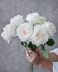 White Ohara Scented Garden Roses