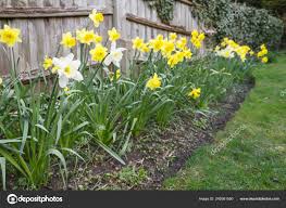 yellow white daffodils garden flowerbed