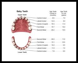 Tooth Eruption Tooth Loss Chart Toddler Baby Kids Baby