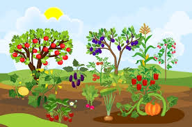 100 000 Vegetable Garden Vector Images