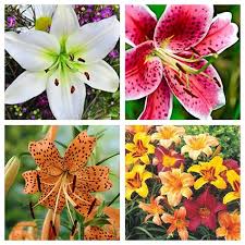 Lily Toxicity The Potentially Fatal