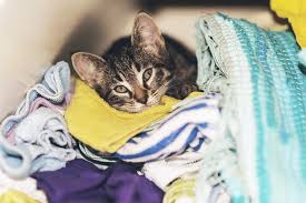 remove unwanted pet hair from laundry