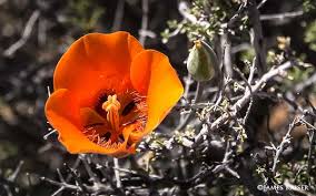 Maybe you would like to learn more about one of these? Joshua Tree Wildflowers Guide James Kaiser